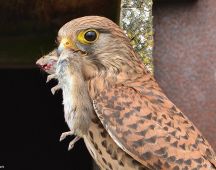 06 Turmfalke Weibchen